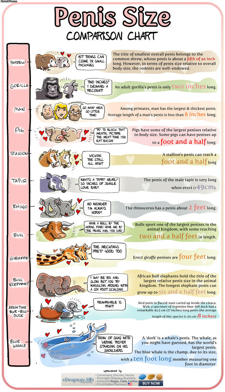 Animal Penis Size Chart. If you find this is a repost, please post to the original picture, posted no more than 2 months ago.<br /> Poster: zpq, Source: K