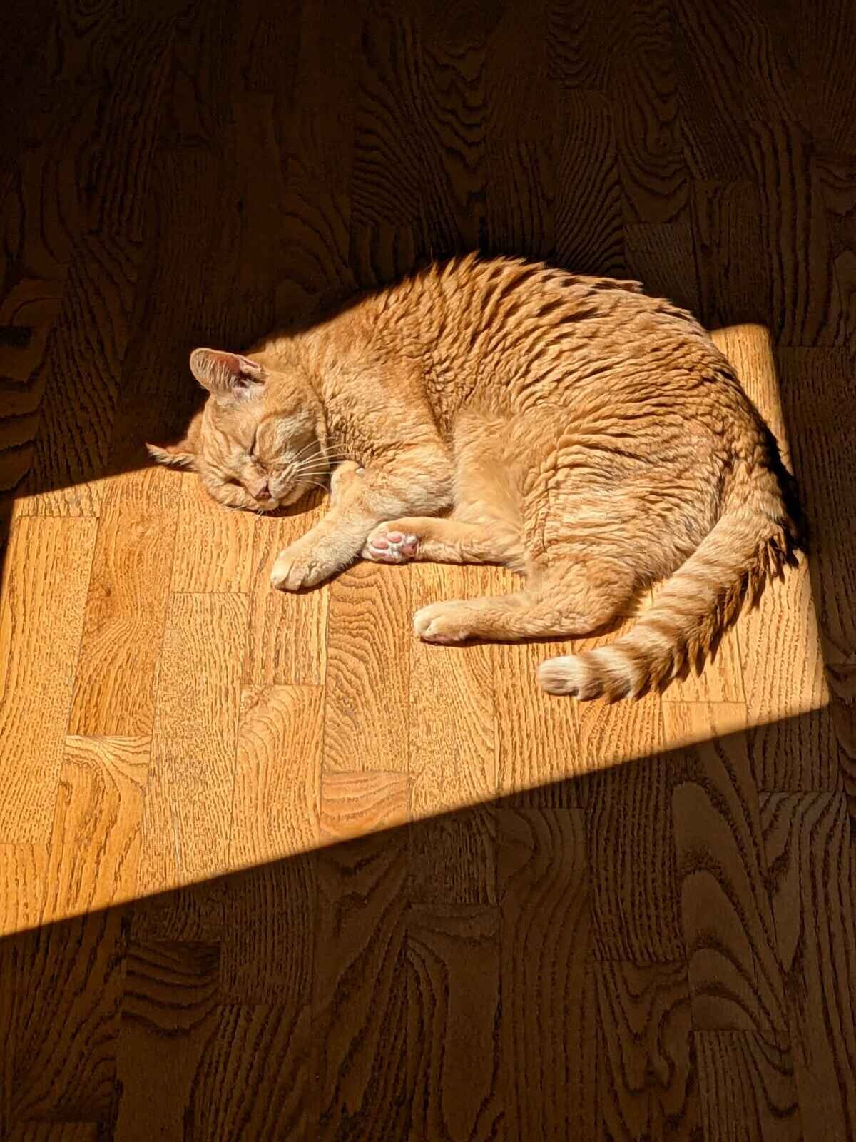 Missing my buddy. This is my cat Roo and he turned 20 in March. Unfortunately Roo was diagnosed with cancer in May and had to be put down today. As I am 30 this